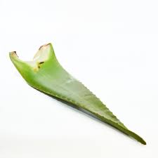 PENCA DE SABILA UND